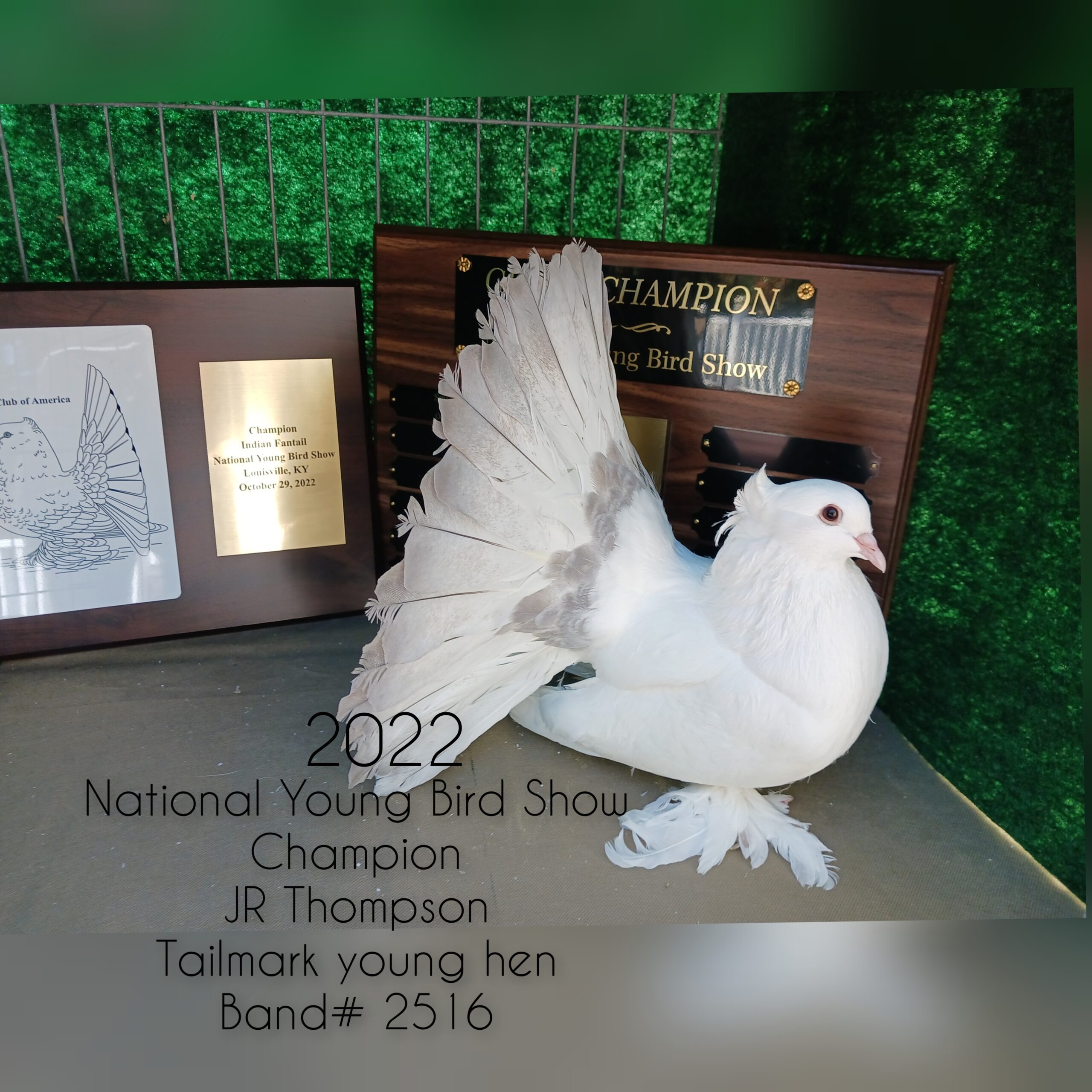 NYBS...National Young Bird Show 2022 Winner